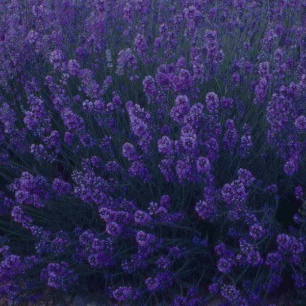 Lavender 'Munstead' 4"