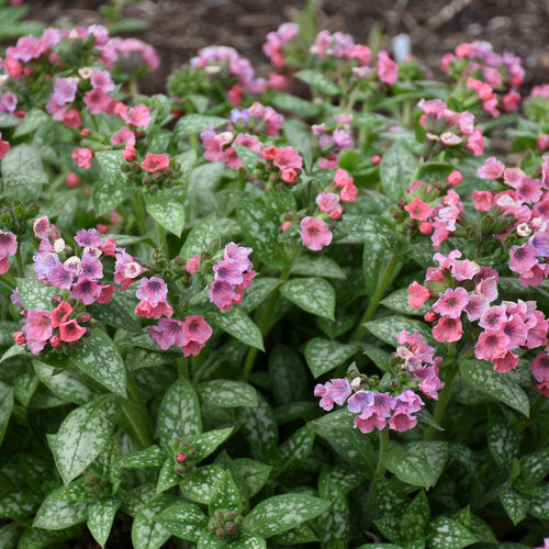 Lungwort 'Pretty in Pink' 1G