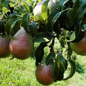 Pear Tree 'Anjou'