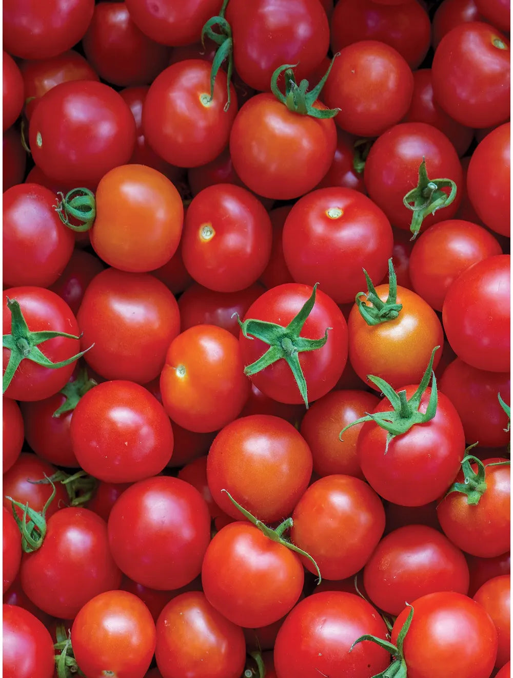 Tomato, 'Super Sweet'' 4"