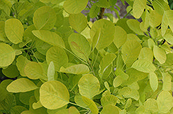 Smokebush 'Winecraft Gold' PW