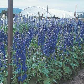 Delphinium 'Guardian Blue'