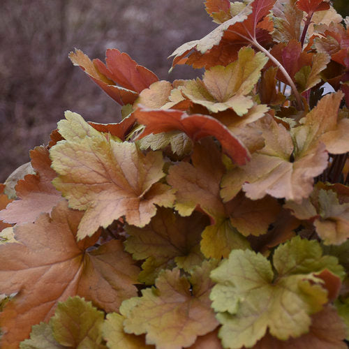 Coral Bells 'Toffee Tart' PW 1G