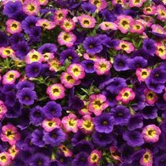 MixMaster - 12" Fiber Hanging Basket