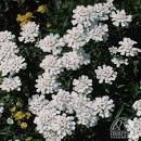 Evergreen Candytuft 'Spruzzo'