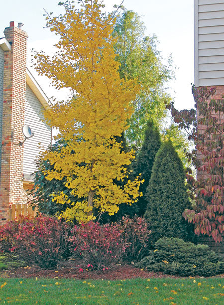 Ginkgo 'Princeton Sentry'