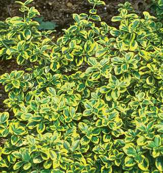 Euonymus 'Gold Splash' Wintercreeper PW