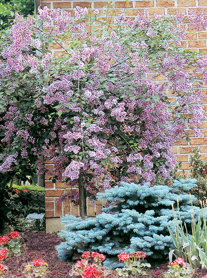 Lilac,  Weeping Tree Form 'Hers' 5G