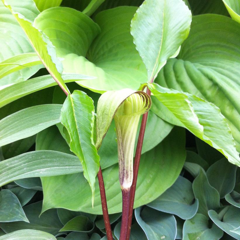Jack-in-the-Pulpit