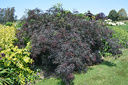 Elderberry 'Black Lace' PW