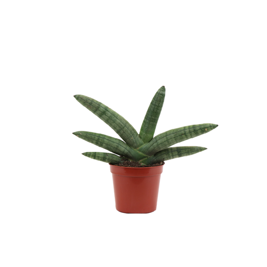 Snake Plant 'Boncel Starfish' 2.5"