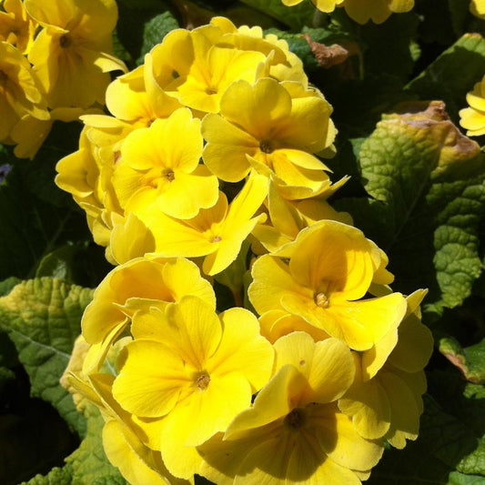 Primula 'Yellow'