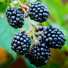 Blackberry 'Loch Ness' 1 Gallon