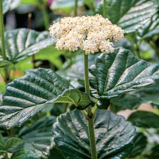 Viburnum 'All That Glows' 3gal