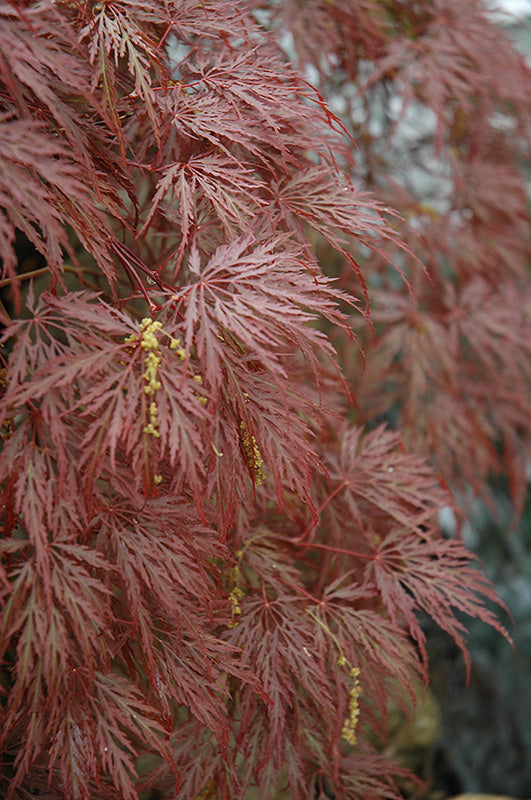 Japanese Maple Cutleaf 'Inabe Shidare'