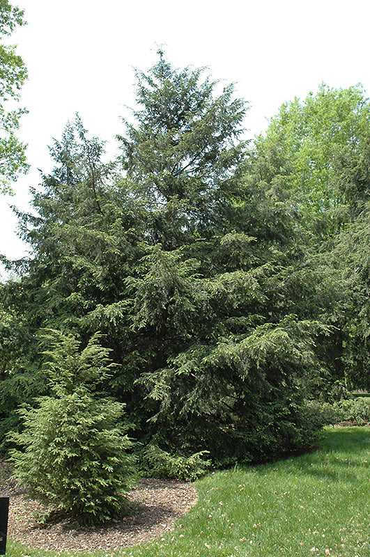 Eastern Hemlock