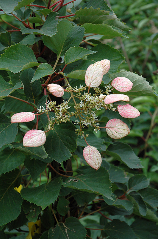 Climbing Hydrangea, Japanese 'Moonlight' 1G
