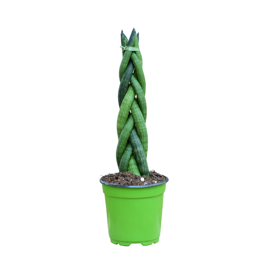 Snake Plant Cylindrical Braid 4"