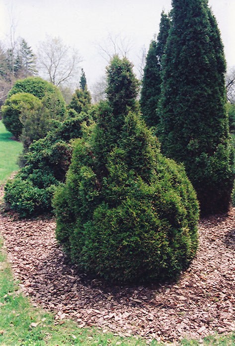 Cedar 'Brabant'