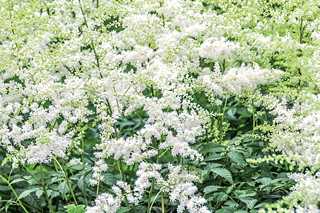 Astilbe 'Visions in White'