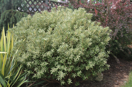 Daphne 'Lunar Eclipse' 3Gal