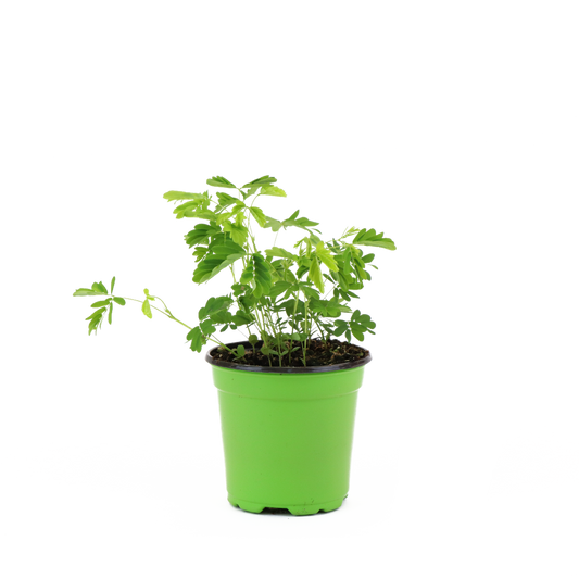 Sensitive Plant 4"