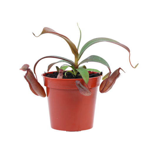 Asian Pitcher Plant 3.25"