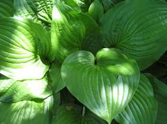 Hosta 'Royal Standard'