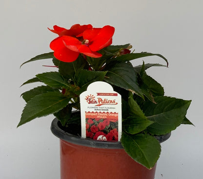 Sunpatiens Compact 4.25"