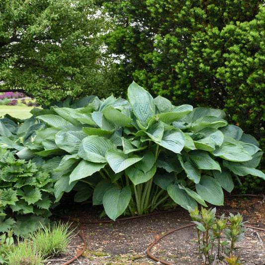 Hosta 'Empress Wu' PW