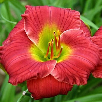 Daylily 'Red Hot Returns' 1gal