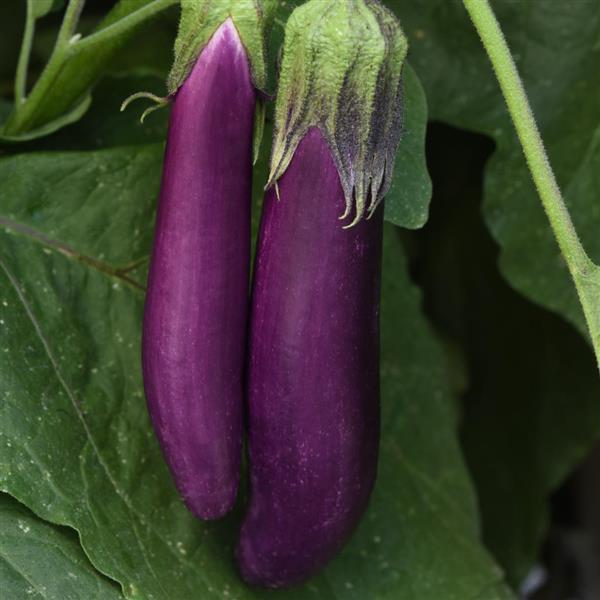 Eggplant 'Asian Delight' 4"