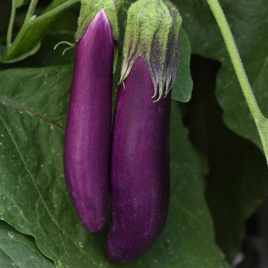 Eggplant 'Asian Delight' 4"