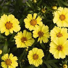 Coreopsis 'Limoncello' 11cm