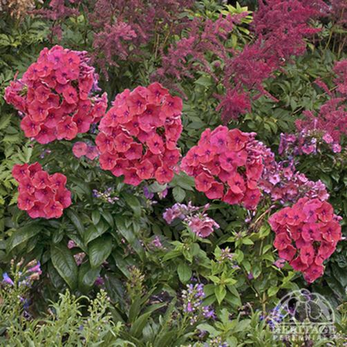 Summer Phlox 'Coral Flame' 11cm