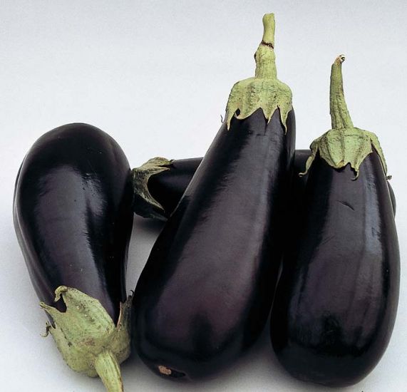 Eggplant 'Classic' 4"
