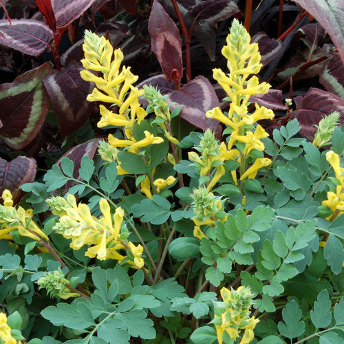 Corydalis 'Canary Feathers' 6"