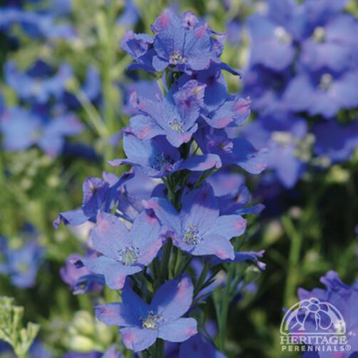 Delphinium 'Diamonds Blue'