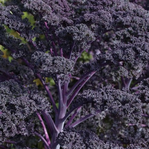 Kale 'Scarletbor' 6-Pack
