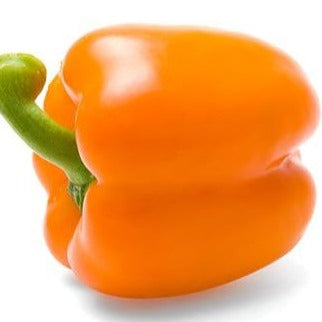 Pepper, 'Orange Blaze, 4" Fiber
