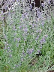 Russian Sage 'Little Spire'