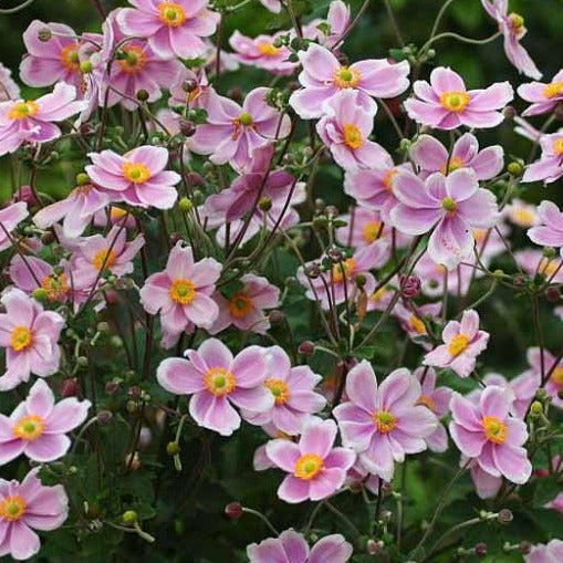 Anemone 'Robustissima'