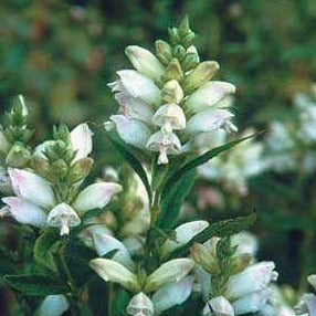 Turtlehead, White