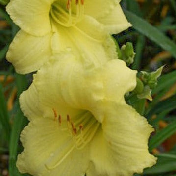 Daylily 'Happy Returns'