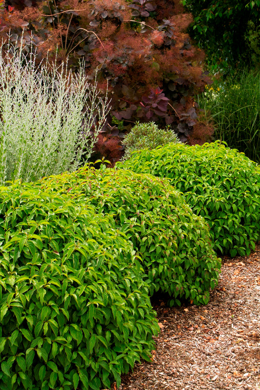 Dogwood Dwarf 'Kelsey'