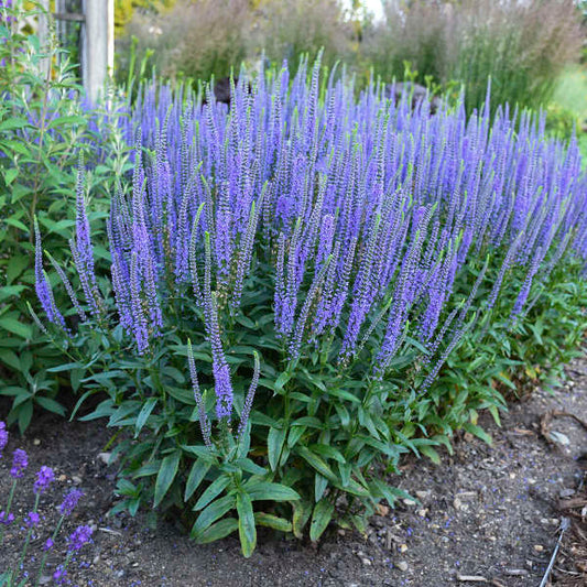 Speedwell 'Blue Skywalker' 1Gal