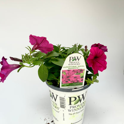 PW 4.25" Petunia Supertunia - 11 Colors