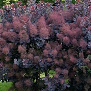 Smokebush 'Royal Purple'