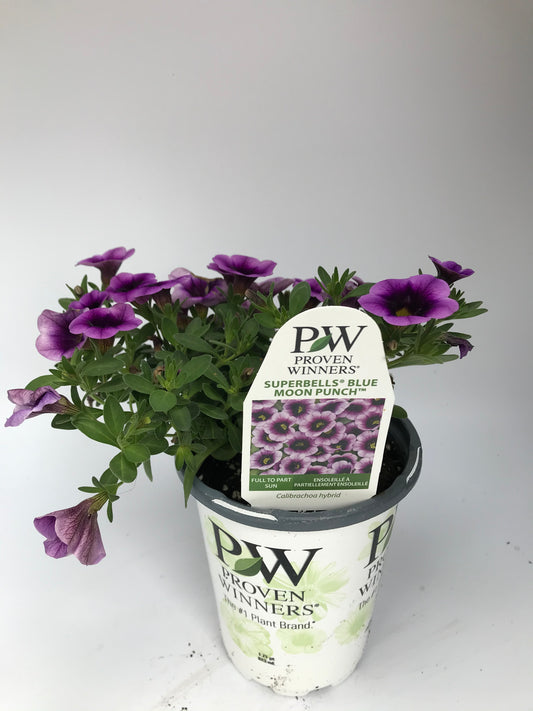 PW 4.25" Calibrachoa Superbells