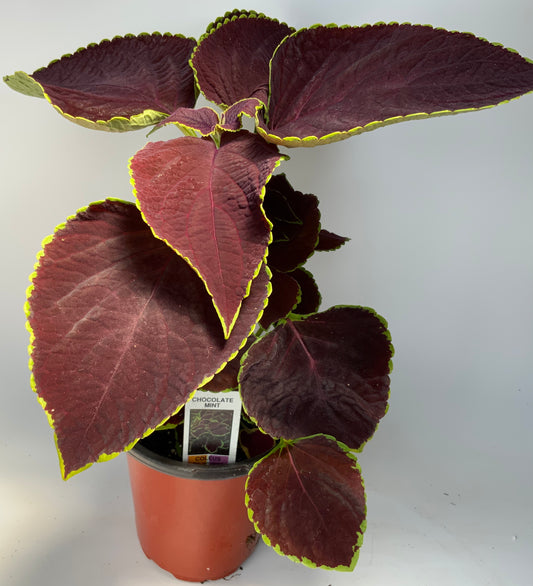 Coleus Sun Chocolate Mint 4.25"